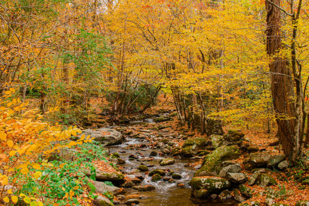 arbres d’automne colorés et vues sur les montagnes dans le tennessee à l’automne 2022 - great smoky mountains flash photos et images de collection