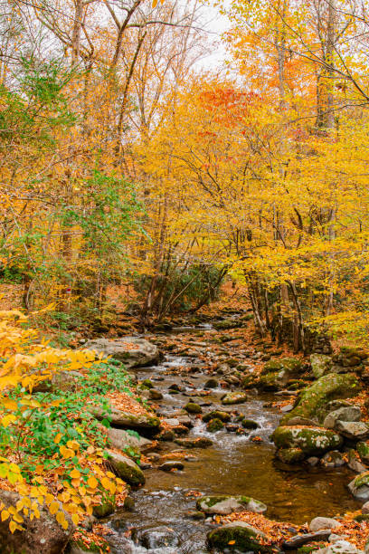 árvores de outono coloridas e vistas do rio rochoso no tennessee durante o outono de 2022 - gatlinburg great smoky mountains national park nature water - fotografias e filmes do acervo