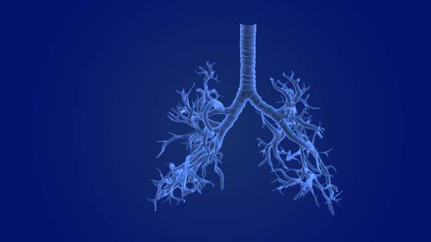 istock Human respiratory system medical background 1438536510
