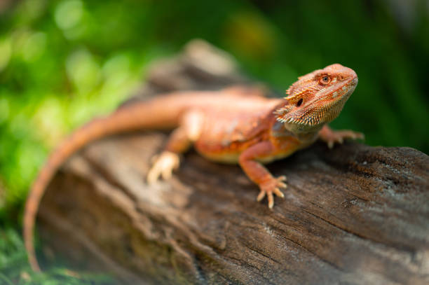 istock bearded dragon on ground with blur background 1438538283