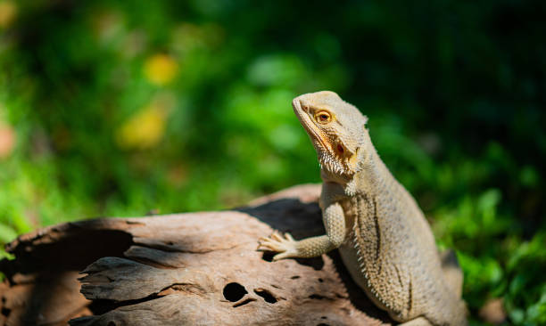 istock bearded dragon on ground with blur background 1438538320