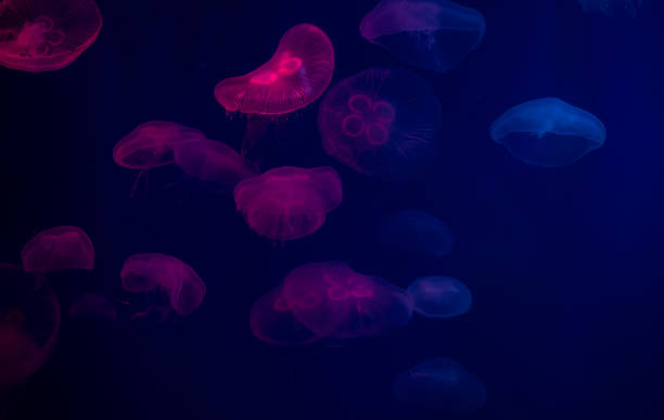 istock jellyfish at aquarium, dangerous animals 1438539358