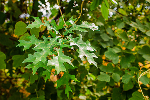 oak leaves and acorn in autumn