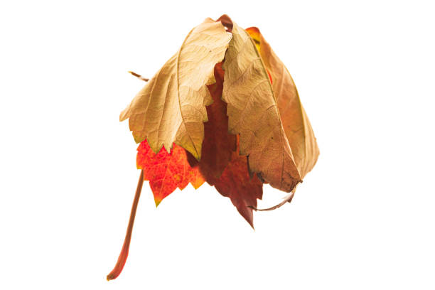 A macro or close-up shot of the drying and bare tendrils of grapevines in a vineyard during late autumn. The central element is a single, vibrant yellow leaf clinging to the dry, brown canes and curly tendrils.