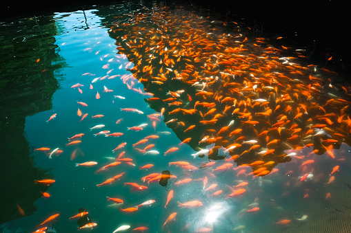 Goldfish swimming in the pond