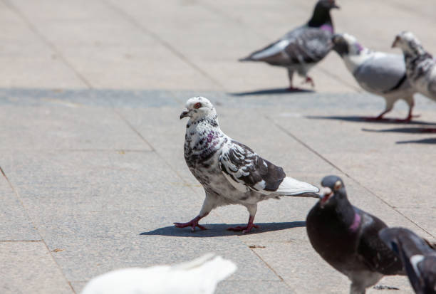 istock Pigeons on city street 1438541539
