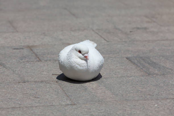 Pigeons on city street