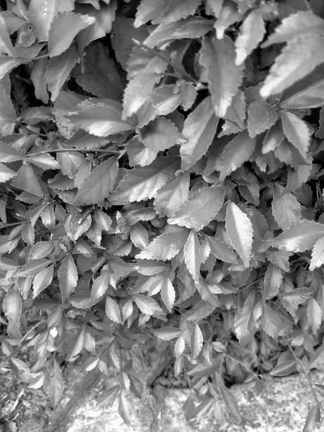 istock black and white green leaves (bushes) on the sidewalk 1438541813