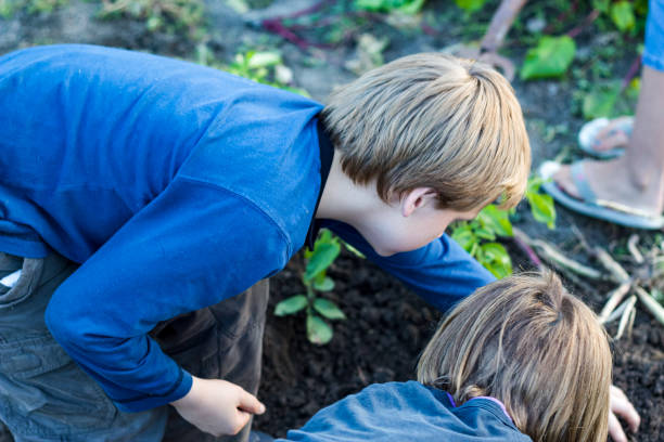 Young boy and girl dig with their hands in a vegetable garden stock photo