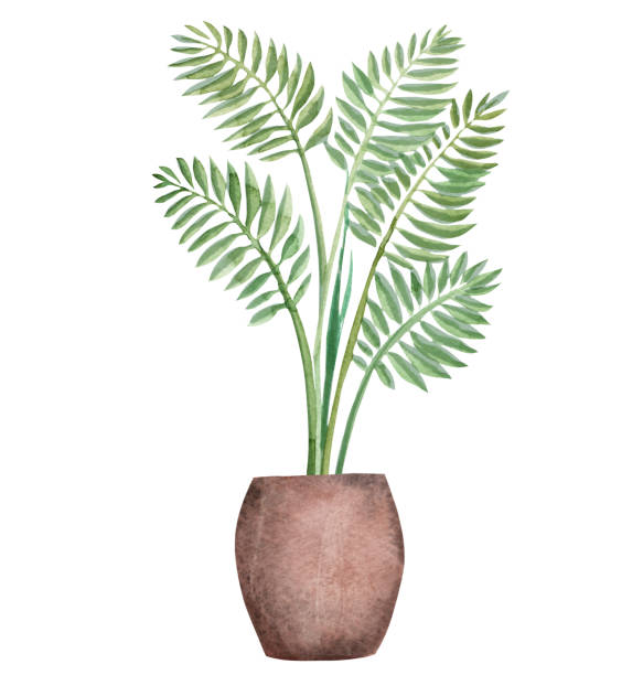 Watercolor areca palm in pot Watercolor areca palm in pot areca palm tree stock illustrations