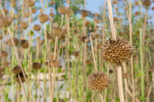 istock Leonotis Nepetifolia tree,herb plant 1438546080