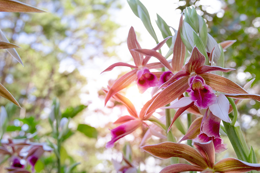 Beautiful Orchid flowers blooming or Phaius tankervilleae Blume