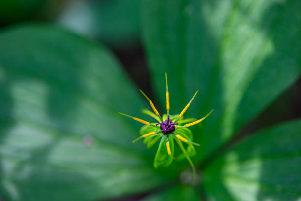 flowers captured in Bohinj valley Slovenia