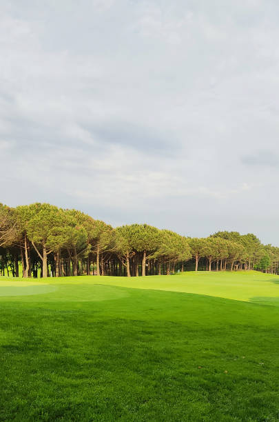 Field of summer green grass with golf course background