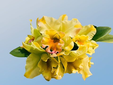 Yellow Brassolaeliocattleya orchids, isolated background.