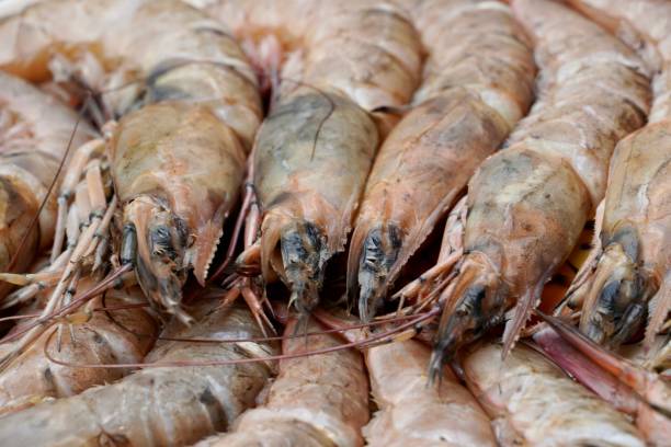 istock Fresh prawn fish in a plate. Shrimps kept in market. 1438555286