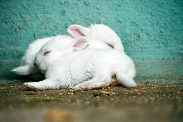 Cute animals sleeping in the farm.