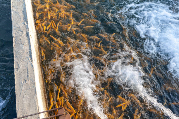 uprawa pstrąga złotego i innych ryb w basenach. - fish farm fish circle swimming zdjęcia i obrazy z banku zdjęć