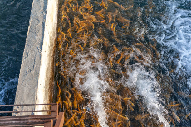 uprawa pstrąga złotego i innych ryb w basenach. - fish farm fish circle swimming zdjęcia i obrazy z banku zdjęć