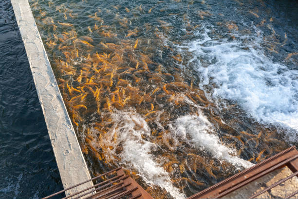 cultivation of golden trout and other fish in concrete pools. - trout fishing imagens e fotografias de stock