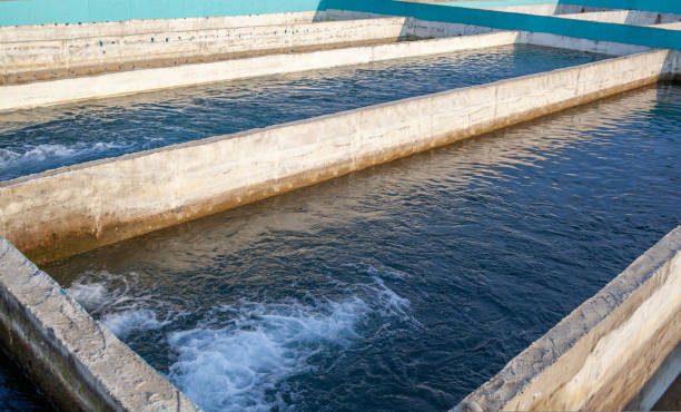 cultivation of golden trout and other fish in concrete pools. - trout fishing imagens e fotografias de stock