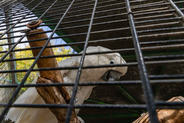 Large  white-cocked cockatoo -Cacatua alba - Plyctolophus alba - looking through the bars in Gan Guru kangaroo park in Kibutz Nir David in the north of Israel Large white-cocked cockatoo -Cacatua alba - Plyctolophus alba - looking through the bars in Gan Guru kangaroo park in Kibutz Nir David in the north of Israel nir stock pictures, royalty-free photos & images