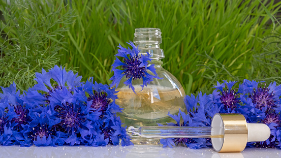 Flower Perfume or Oil Essence with cornflower flowers. Drops falling from cosmetic pipette to glass bottle with Perfumery. Aroma liquids. Skin and body care of essence flower product