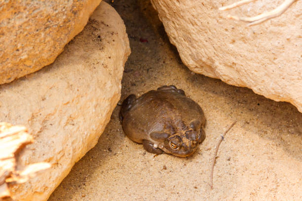 Colorado River toad (Incilius alvarius), also known as the Sonoran Desert toad Colorado River toad (Incilius alvarius), also known as the Sonoran Desert toad colorado river toad stock pictures, royalty-free photos & images