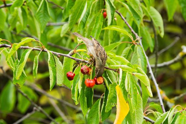istock Closeup shot of a bird eating cherry perched on the cherry tree 1438561553