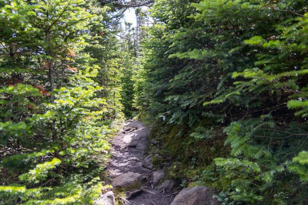 istock Trail surrounded by dense vegetation and woods in a forest 1438561816