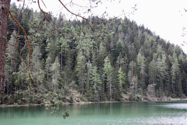 istock Beautiful scenery of a lake surrounded by green trees 1438561817