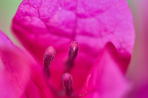 A close-up shot of a pink mac flower stamens