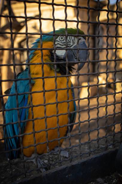 A vertical colorful Ara parrot in a cage