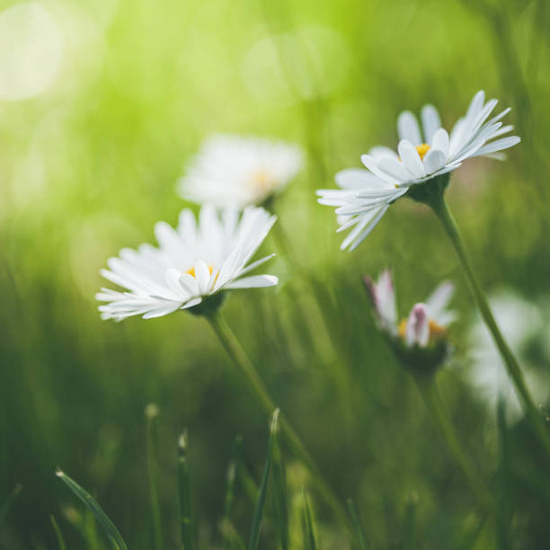 istock Daisies in a field, close up image 1438563531