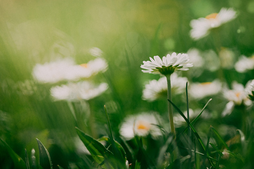 spring landscape with flowering flowers on meadow. white chamomile and purple bluebells blossom on field. summer view of blooming wild flowers in meadow