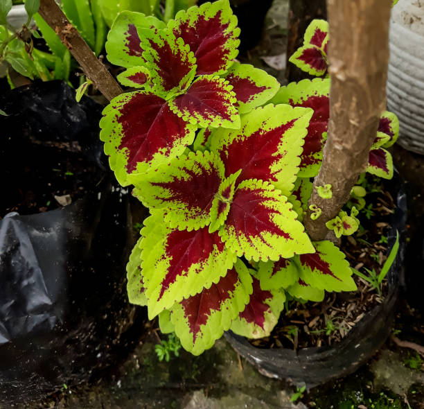 istock Photo of Coleus Plant 1438563565