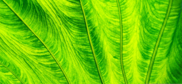 textura de hoja verde brillante en luz de fondo. textura plana exótica de la planta. marco horizontal - chlorophyll fotografías e imágenes de stock