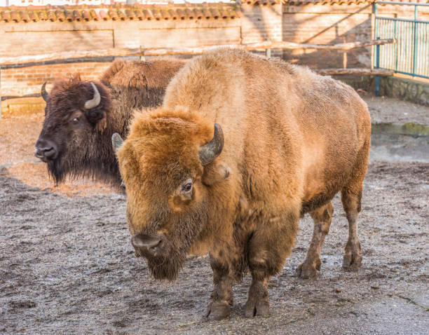 istock American Bison in Zoo. 1438565437