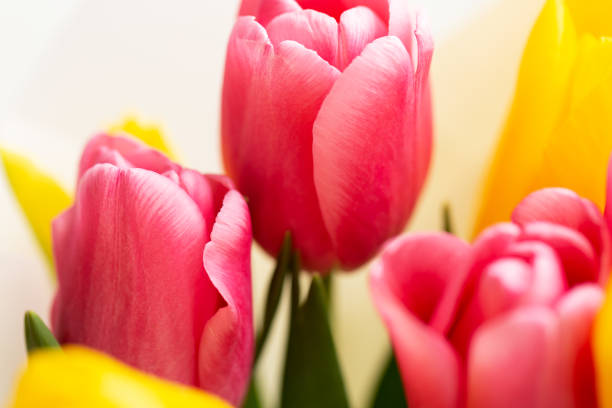 istock Yellow and pink tulip buds. 1438566924