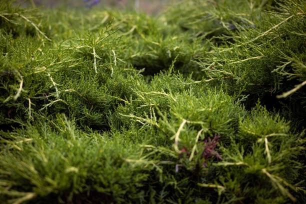 istock Branches of a green pine tree, close-up 1438566963