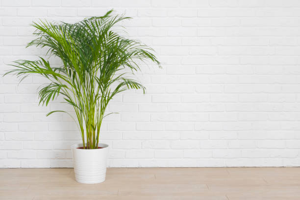 istock Decorative indoor palm plant on floor near white brick wall 1438567809
