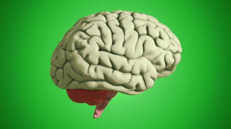 Seamless Loop of a 3D Brain Model on Green Background