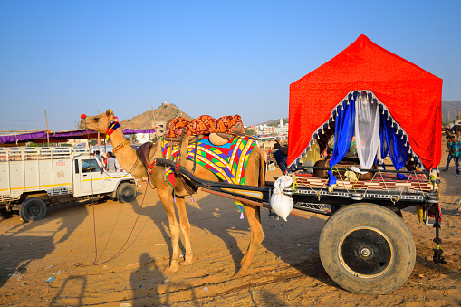 A colorfully decorated camel standing with its carriage on the ocassion of Pushkar mela.