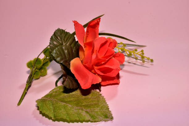 On a pink background, a rose flower close-up and green leaves.