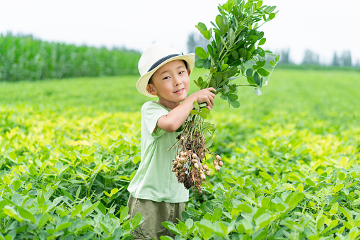 A Chinese baby holds peanuts in a peanut field