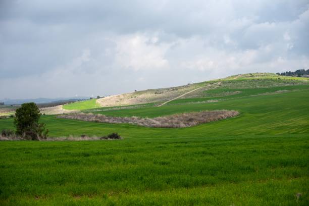 istock Field covered in greenery under a cloudy sky and sunlight at daytime 1438571430