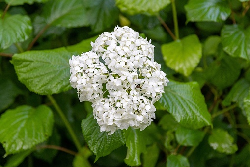 A selective focus shot of the smooth hydrangea plant