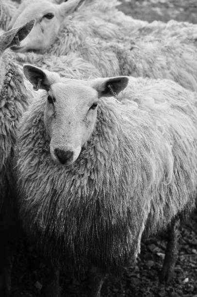 istock Vertical grayscale of a sheep 1438571954