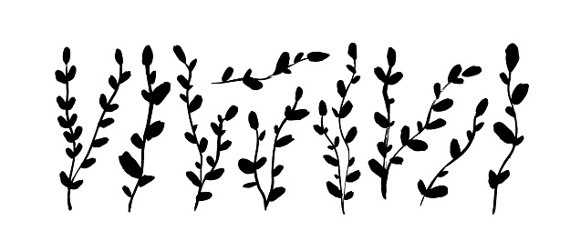 Thin long vertical branches with small leaves isolated on white background. Brush drawn ivy branches. Vector hand drawn illustration in simple doodle cartoon style. Silhouettes of small twigs.
