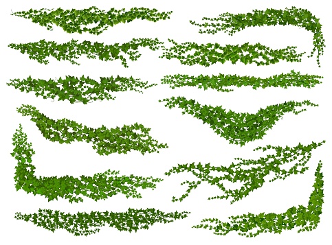 Isolated ivy lianas, nature divider or corner. Wall climbing liana shrub separators or dividers, garden creeper plant twig vector borders and spacers, vine green foliage lines set